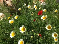 2017-04-07 14-04-23 cda2c295  flowers